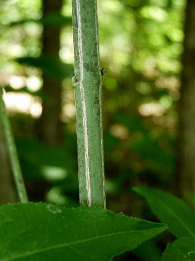 {Euonymus atropurpureus}